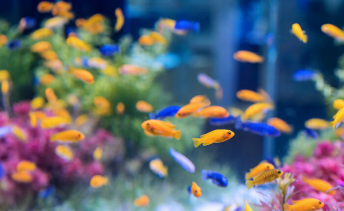 come traslocare un acquario