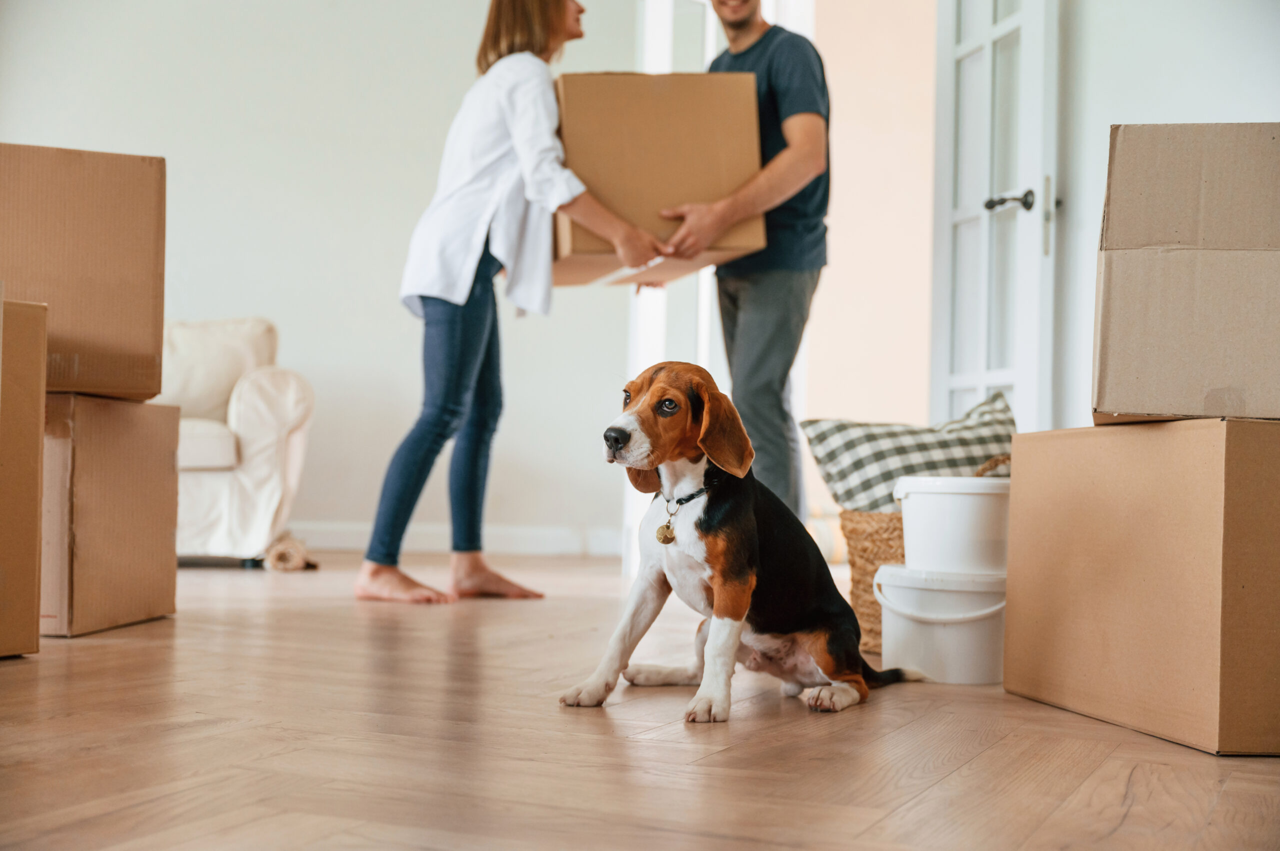 Trasloco con animali domestici
